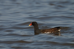 David Plant Photography - Wildlife Photography - Moorhen - O